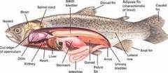 Biology Lab Final flashcards | Quizlet