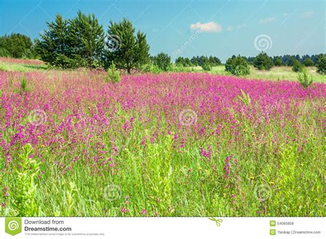 Rural Landscape With The Blossoming Pink Flowers On A Meadow Stock