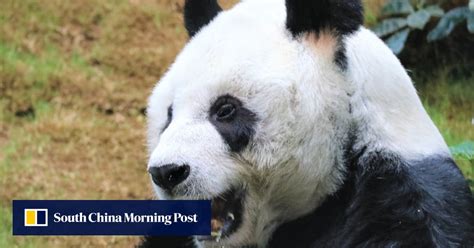 An An Worlds Oldest Male Giant Panda In Captivity At Hong Kongs
