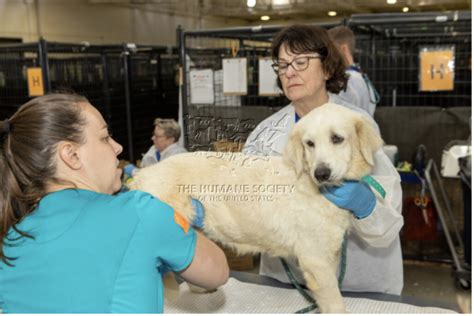 Humane Society Rescues 114 Dogs From Nc Puppy Mill Cnbnews