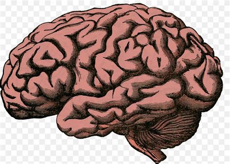 Brain Medicine Cerebral Edema Disease Clouding Of Consciousness Png