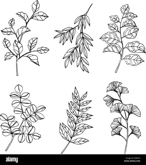 Collection Of Leaves Drawing And Sketch With Line Art On White