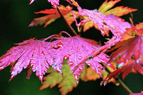 Japanese Maple Leaves Photograph By Tom Bohon Pixels