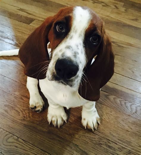 12 Adorable Expressions Every Basset Hound Parent Will Instantly