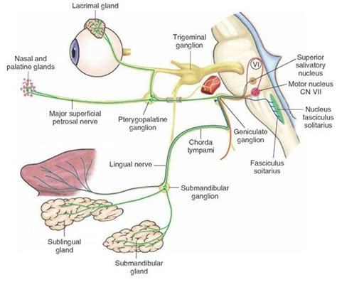 Zygote body is a free online 3d anatomy atlas. The Cranial Nerves (Organization of the Central Nervous ...