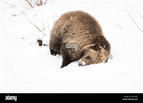 Grizzly Bear Cubs In The Late Fall Stock Photo Alamy