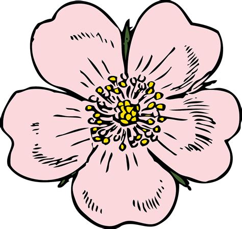 Apfelblüte Blume Rose Kostenlose Vektorgrafik Auf Pixabay