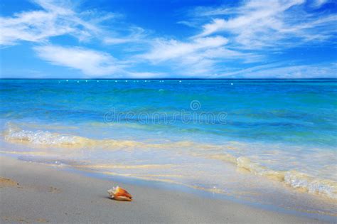 Sea Shell On Caribbean Beach Stock Image Image Of Blue Coastline