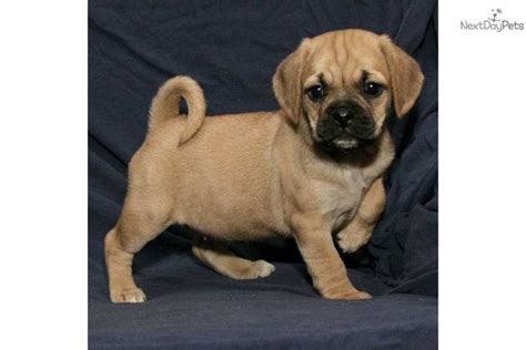 They are dedicated to providing refuge to. puggle puppies for sale in fowlerville michigan | Puggle for sale for $750, near Kalamazoo ...