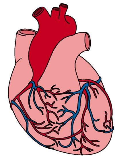 Anatomical Heart Clip Art Clipart Best
