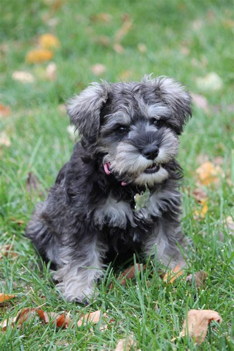 Check spelling or type a new query. Baby Schnauzer...Piper | Mini Schnauzers | Pinterest