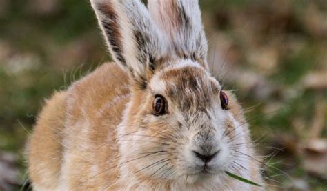 Snowshoe Hare Facts Diet And Habitat Information