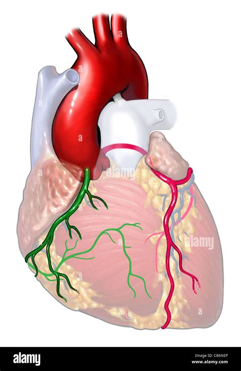 Coronary Arteries Fotos E Imágenes De Stock Alamy