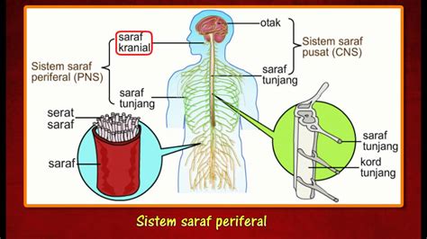 Sistem pencernaan manusia (tingkatan 2). 2.2 Sistem Saraf Manusia - YouTube