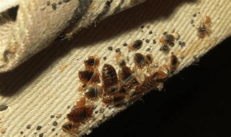Where Do Bed Bugs Come From In Your House