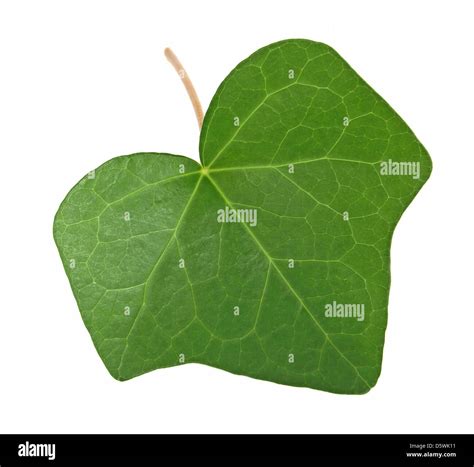 Green Ivy Leaf Isolated On White Background Stock Photo Alamy