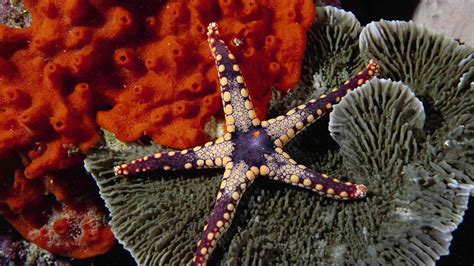 12 Surprising Facts About Starfish Global Aquatic