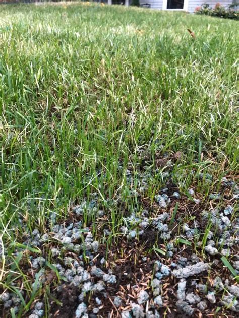 How Often To Water Grass Seed How Much To Water New Seeds Lawn Phix