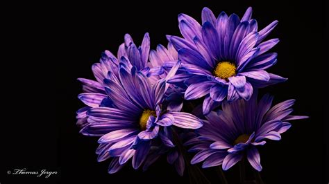 10 Beautiful High Resolution Purple Hd Wallpapers For Laptop 1920 X