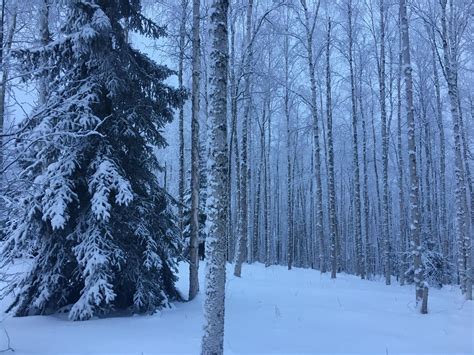 Just A Snowy Forest Snowy Forest Nature Photography Forest