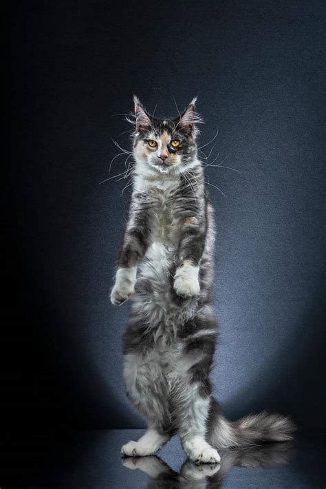 Standing Cats Una Serie De Divertidas Imágenes De Gatos En Dos Patas