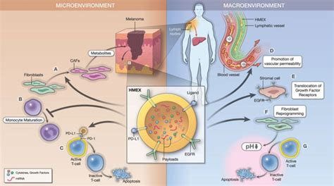 Exosomes And Their Role In Tumor Microenvironment And Host Tumor