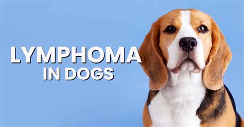 Lymphoma In Dogs Dogs Naturally