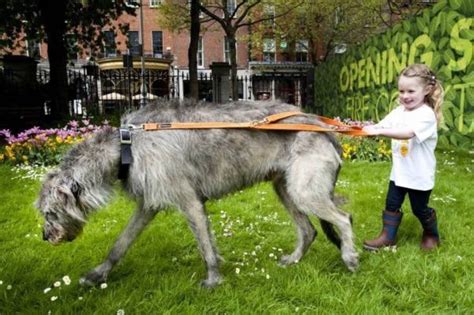 420 Best Irish Wolfhound Images On Pinterest