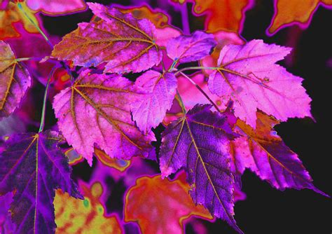 Autumn Leaves In Violet And Pink Photograph By Krista Kulas Fine Art