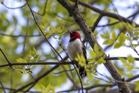 Birds In New Jersey 26 Of The Most Famous Species