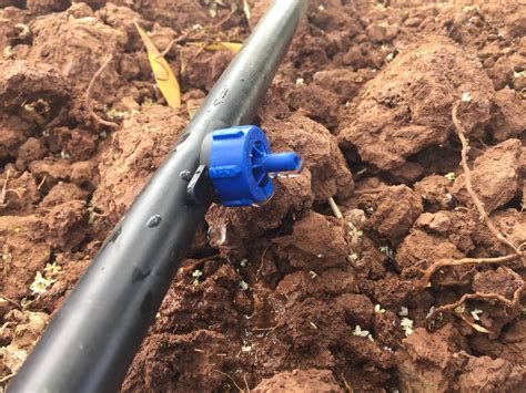 Subsurface drip irrigation (sdi) is a drip irrigation system where the dripline is permanently buried below the soil surface, supplying water pump requirements. Ultra-Low-Energy Drip Irrigation helps small farmers save ...