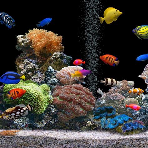 Fish Tank Moving Desktop Backgrounds Fish Aquarium 1680x1050