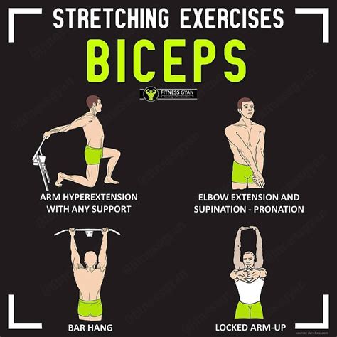 Bicep Muscle Chart