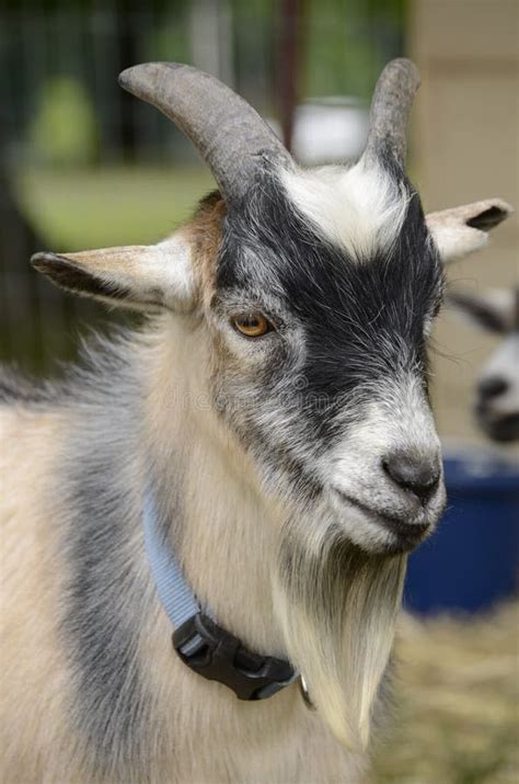 Billy The Goat Stock Photo Image Of Young Black Male 25452194