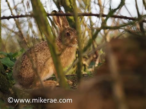 Brown Hare Winter Hedge March Suffolk Lepus Europaeus Flickr
