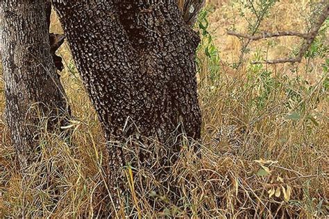 Animal Camouflage Can You Spot Hidden Animals In These Photographs