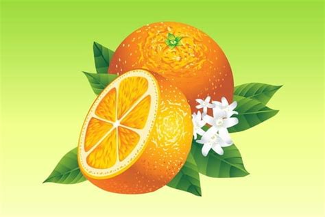 Realistic Oranges Vector Food Fruit Ai Uidownload