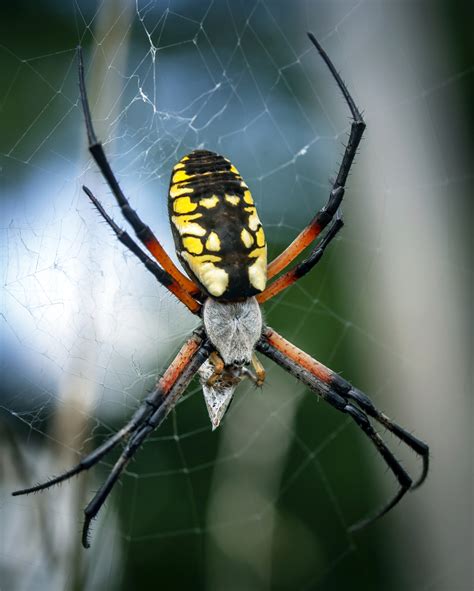 Yellow Garden Spider Invertebrates Of Texas Hill Country · Inaturalist