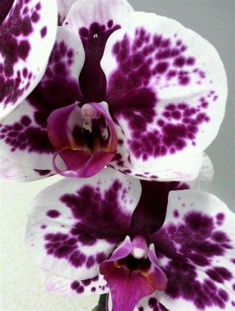 Phalaenopsis Orchid Flower Learn How To Grow