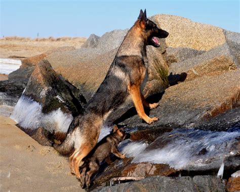 We have been registered breeders for over 25 years and have imported numerous dogs into the country to expand the working dog gene pool. German Shepherd Puppy Breeder MA | German Shepherd Dog ...