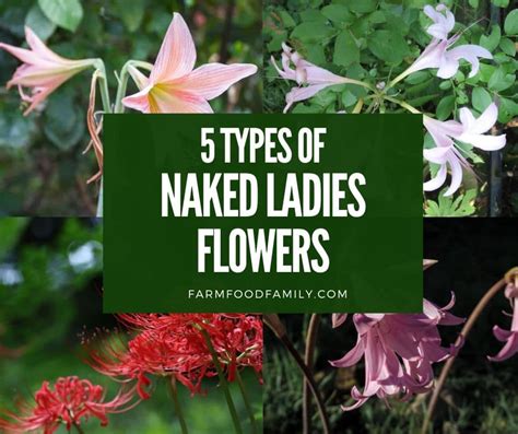 5 Different Types Of Naked Ladies Flowers You Need To Know About