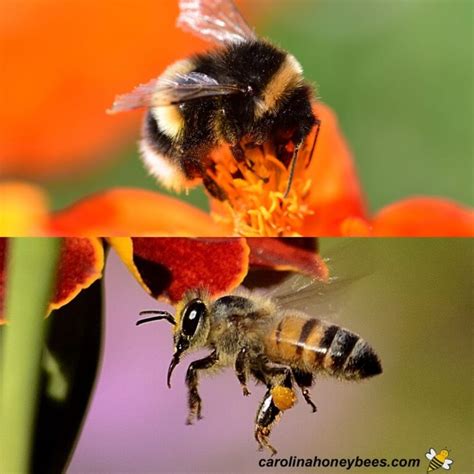What Are Best Types Of Honey Bees Carolina Honeybees