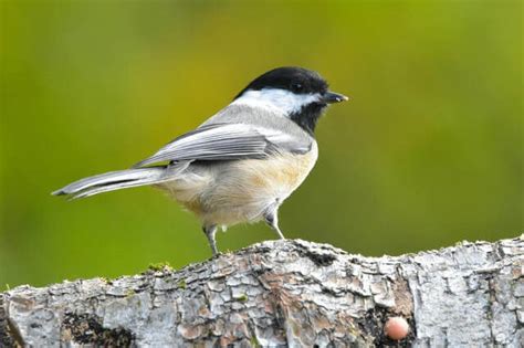 37 Most Common Birds Of North Carolina Field Guide Learn Bird Watching