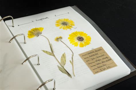 Digitales Herbarium Herbal Hunter Kräuterblog Pflanzenportraits