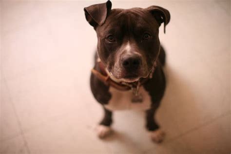 Montreals Pit Bull Ban Is Suspended Until Wednesday The New York Times
