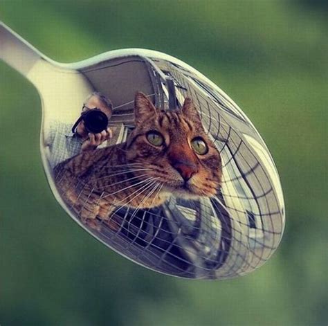 Cat Spoon Reflection Photograohy Pinterest Spoons And Cats