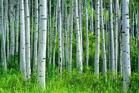 Aspen Tree Stock Photos Pictures And Royalty Free Images Istock