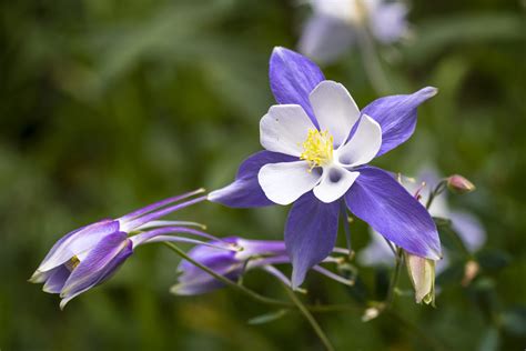 Colorado Blue Columbines Show Punctuated Evolution In Action