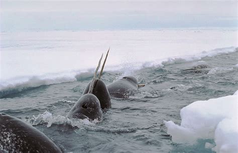 Smithsonian Insider Scientists Map Pathway From Narwhals Sensitive