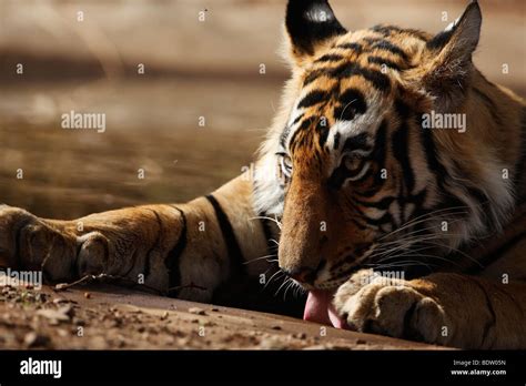 Indischer Tiger Koenigstiger Panthera Tigris Tigris Indien Asien